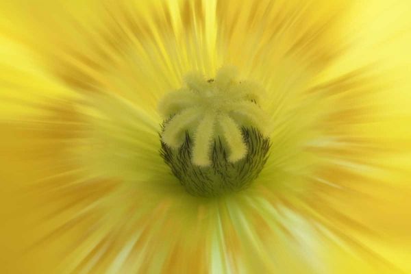 Washington, Seabeck Abstract inside poppy flower